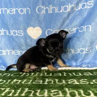 Dublin SC, a male Chihuahua for sale in Spiro, OK – Photo 5 of 10