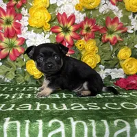 Dublin SC, a male Chihuahua for sale in Spiro, OK – Photo 7 of 10