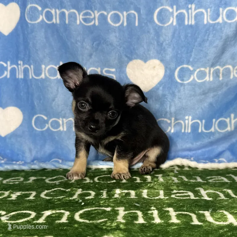 Dublin SC – Chihuahua puppy for sale in Spiro, OK