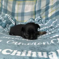 Dublin SC, a male Chihuahua for sale in Spiro, OK – Photo 2 of 6