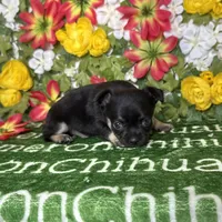 Dublin SC, a male Chihuahua for sale in Spiro, OK – Photo 8 of 10