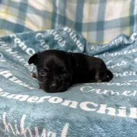 Dublin SC, a male Chihuahua for sale in Spiro, OK – Photo 4 of 6