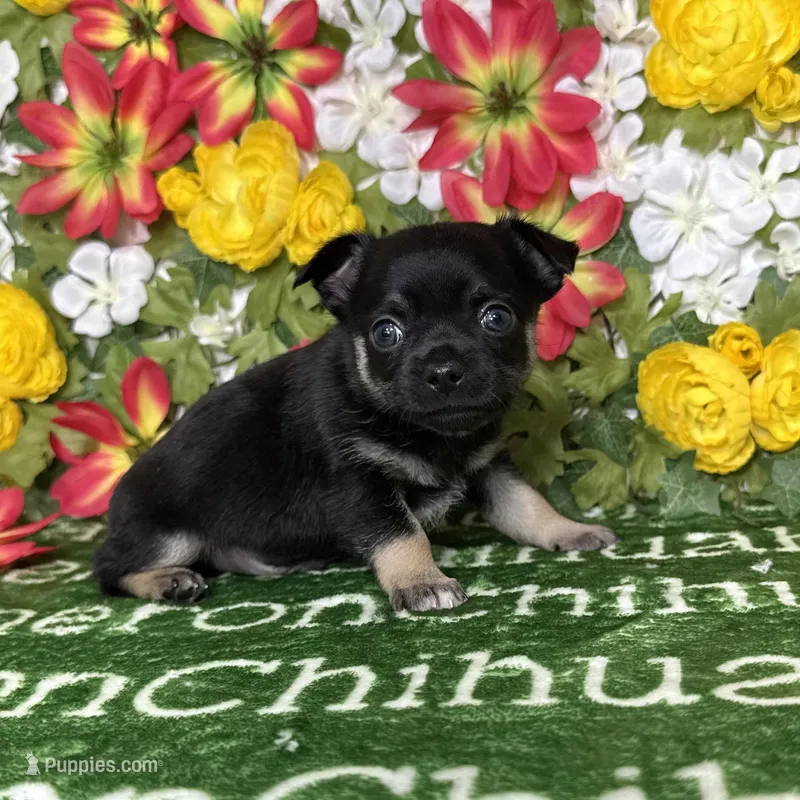 Dublin SC – Chihuahua puppy for sale in Spiro, OK