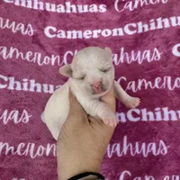 Chloe SC, a female Chihuahua for sale in Spiro, OK – 10 of 10
