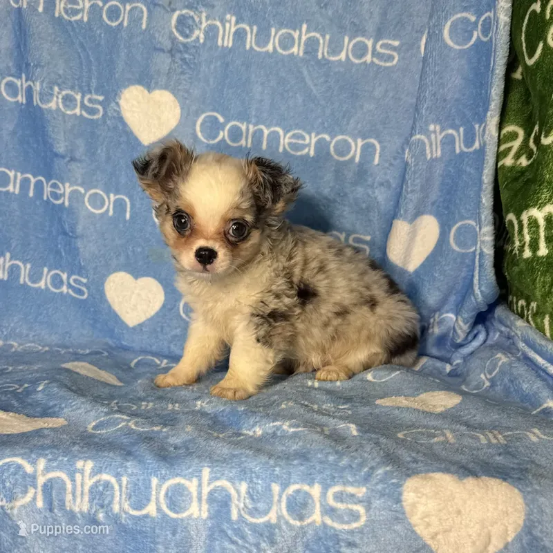 Drysdale Flashy Merle – Chihuahua puppy for sale in Spiro, OK