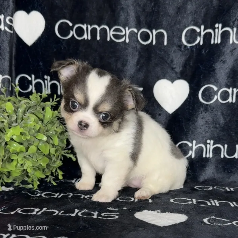 Bliss Blue Long Coat AKC ACA – Chihuahua puppy for sale in Spiro, OK