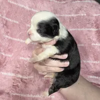 EllieMay Long Coat, a female Chihuahua for sale in Spiro, OK – 3 of 10