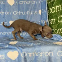 Freedom Lavender Short Coat, a male Chihuahua for sale in Spiro, OK – 3 of 10