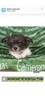 Blue long coat AKC ACA, a male Chihuahua for sale in Spiro, OK – 4 of 10