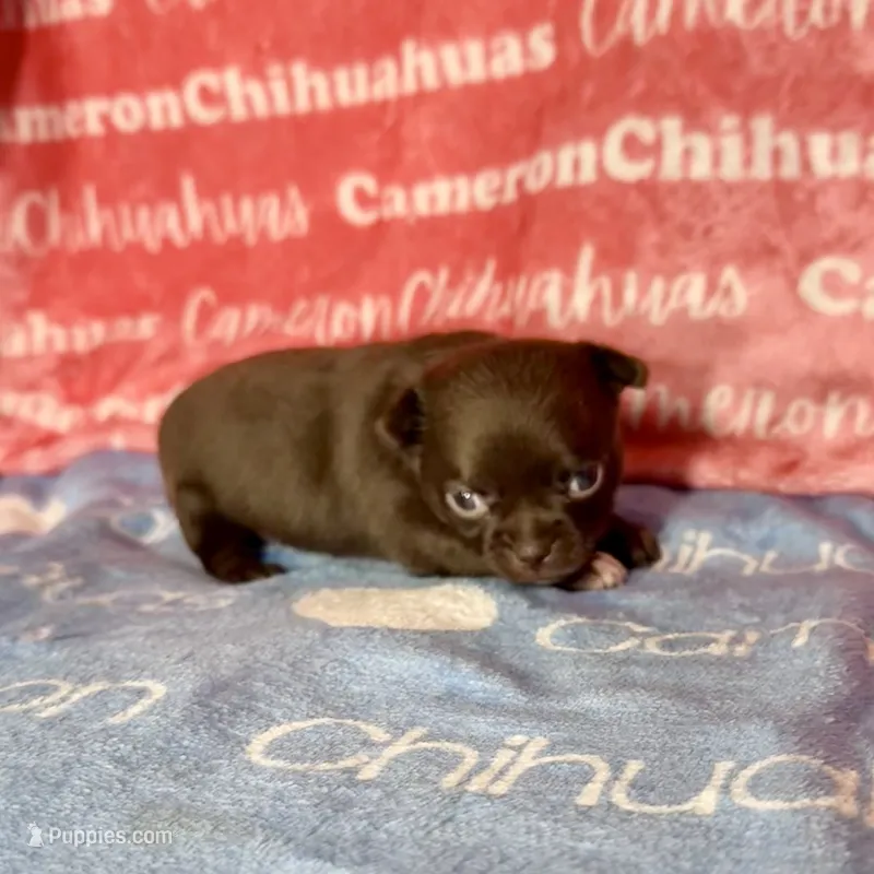 Shoko Short Coat Chocolate  – Chihuahua puppy for sale in Spiro, OK