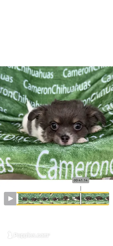 Blue long coat AKC ACA – Chihuahua puppy for sale in Spiro, OK