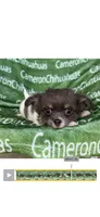 Blue long coat AKC ACA, a male Chihuahua for sale in Spiro, OK – 1 of 10