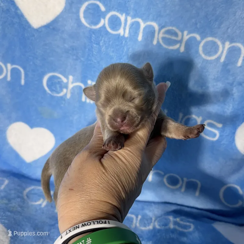 Barley Long Coat Lavender – Chihuahua puppy for sale in Spiro, OK