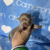 Barley Long Coat Lavender, a male Chihuahua for sale in Spiro, OK – 1 of 10