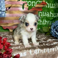 Drysdale Flashy Merle, a male Chihuahua for sale in Spiro, OK – 6 of 10