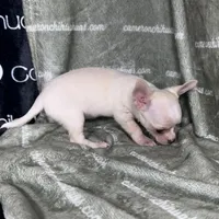 Chloe Smooth Coat Cream, a female Chihuahua for sale in Spiro, OK – 2 of 10