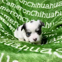 Gabriel Blue Long Coat, a male Chihuahua for sale in Spiro, OK – Photo 3 of 10