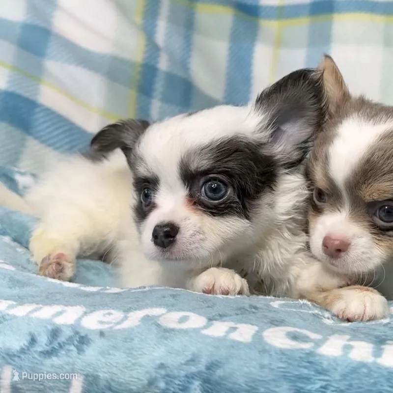 Gabriel Blue Long Coat