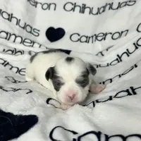 Gabriel Blue Long Coat, a male Chihuahua for sale in Spiro, OK – Photo 7 of 10