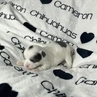 Gabriel Blue Long Coat, a male Chihuahua for sale in Spiro, OK – Photo 10 of 10