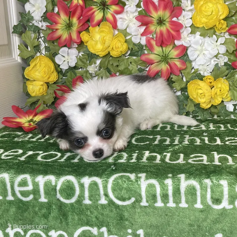 Gabriel Blue Long Coat