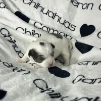 Gabriel Blue Long Coat, a male Chihuahua for sale in Spiro, OK – Photo 9 of 10