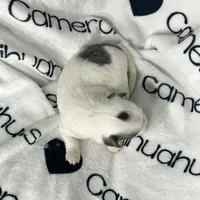 Gabriel Blue Long Coat, a male Chihuahua for sale in Spiro, OK – Photo 8 of 10