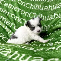 Gabriel Blue Long Coat, a male Chihuahua for sale in Spiro, OK – Photo 4 of 10