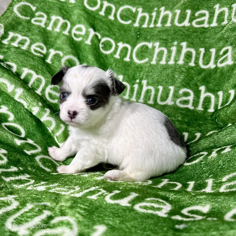 Gabriel Blue Long Coat