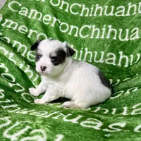 Gabriel Blue Long Coat, a male Chihuahua for sale in Spiro, OK – Photo 1 of 10