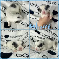 Gabriel Blue Long Coat, a male Chihuahua for sale in Spiro, OK – Photo 6 of 10