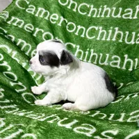 Gabriel Blue Long Coat, a male Chihuahua for sale in Spiro, OK – Photo 5 of 10