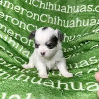 Gabriel Blue Long Coat, a male Chihuahua for sale in Spiro, OK – Photo 2 of 10
