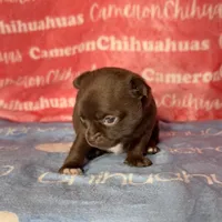 Shoko Short Coat Chocolate , a female Chihuahua for sale in Spiro, OK – 5 of 6