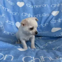 Polar SC White, a male Chihuahua for sale in Spiro, OK – 6 of 10