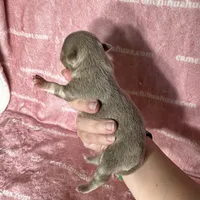 Aspen Long Coat Lavender , a female Chihuahua for sale in Spiro, OK – 9 of 10
