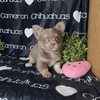 Aspen Long Coat Lavender , a female Chihuahua for sale in Spiro, OK – 2 of 9