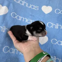 Tip Black Tri SC, a male Chihuahua for sale in Spiro, OK – 7 of 10