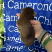 Rolo Long Coat, a male Chihuahua for sale in Spiro, OK – 4 of 10