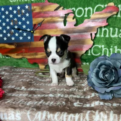 Jethro Short Coat, a male Chihuahua for sale in Spiro, OK – 10 of 10