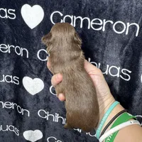 Tiny Queen LC, a female Chihuahua for sale in Spiro, OK – 6 of 8