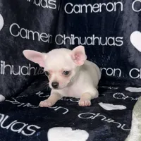 Polar SC White, a male Chihuahua for sale in Spiro, OK – 4 of 10