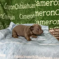 Freedom Lavender Short Coat, a male Chihuahua for sale in Spiro, OK – Photo 4 of 10