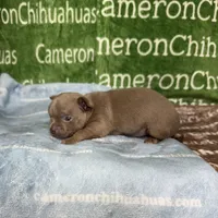 Freedom Lavender Short Coat, a male Chihuahua for sale in Spiro, OK – Photo 7 of 10