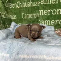 Freedom Lavender Short Coat, a male Chihuahua for sale in Spiro, OK – Photo 2 of 10