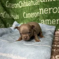 Freedom Lavender Short Coat, a male Chihuahua for sale in Spiro, OK – Photo 3 of 10