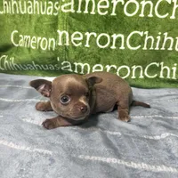 Freedom Lavender Short Coat, a male Chihuahua for sale in Spiro, OK – 7 of 10