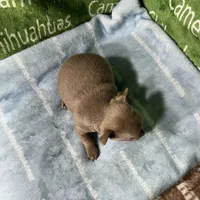 Freedom Lavender Short Coat, a male Chihuahua for sale in Spiro, OK – Photo 9 of 10