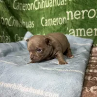 Freedom Lavender Short Coat, a male Chihuahua for sale in Spiro, OK – Photo 5 of 10