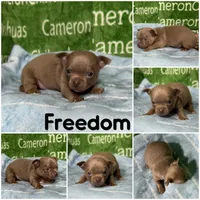 Freedom Lavender Short Coat, a male Chihuahua for sale in Spiro, OK – Photo 10 of 10